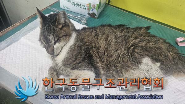한국동물구조관리협회_411305202400550